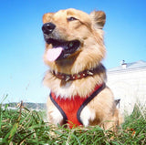 Soft Breathable Nylon Dog Harness - SizzleDeep